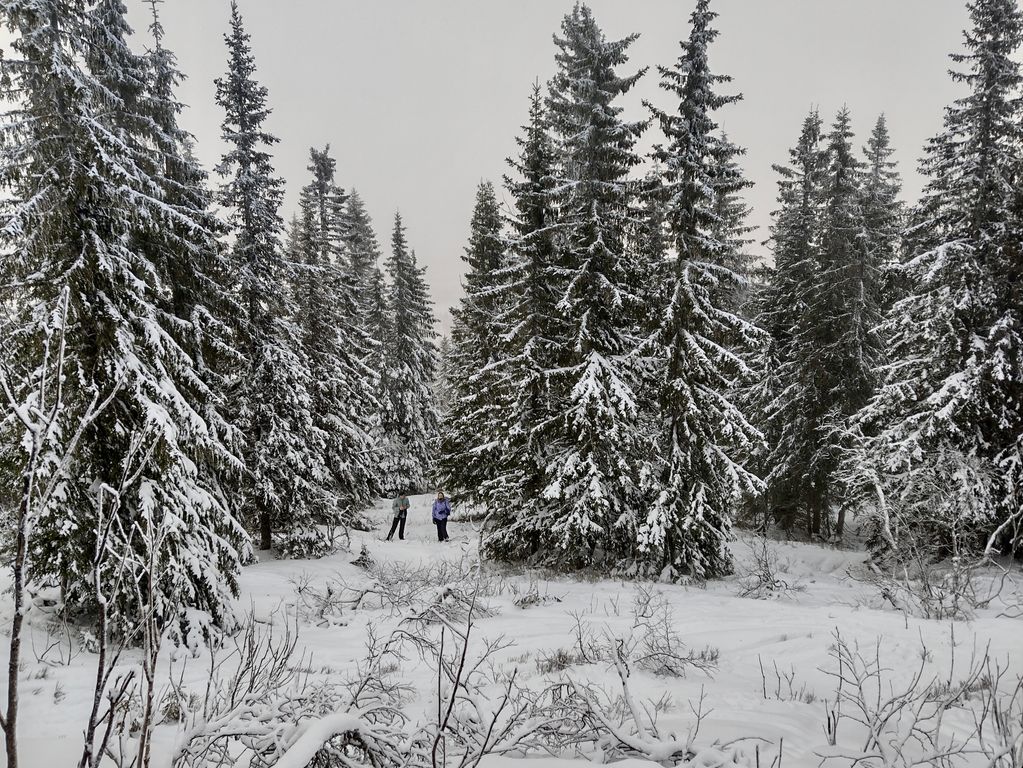 Wandeling door de Zweedse natuur